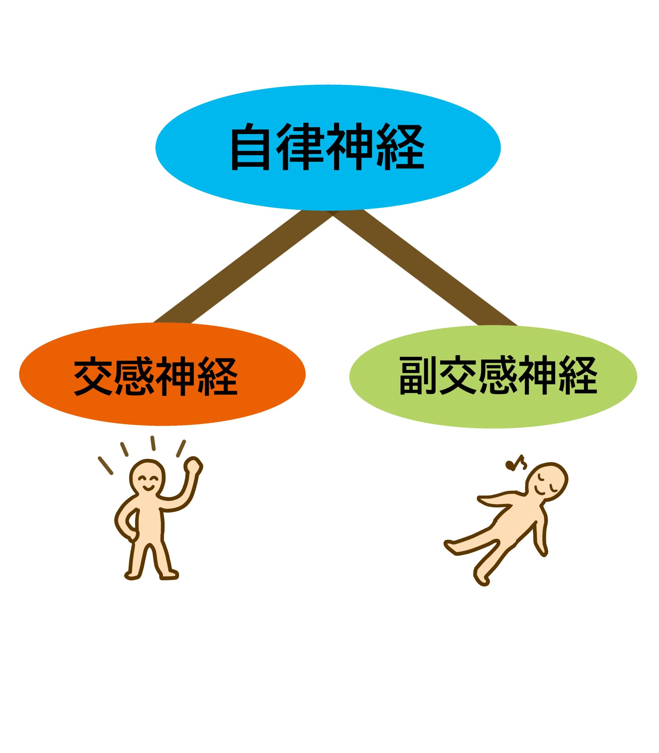 自律神経．．．